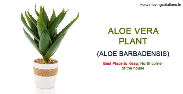 Aloe-Vera-Vastu-Plant