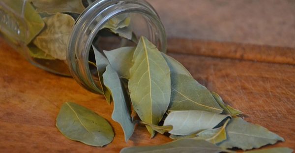 bay-leaves-roach-repellent