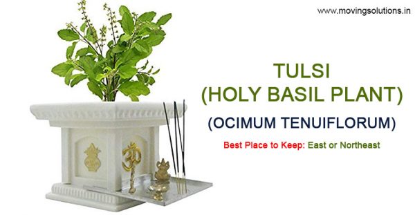 Holy-Basil-Tulsi-Plant