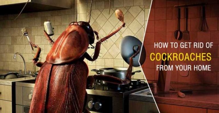 how-to-get-rid-of-cockroaches