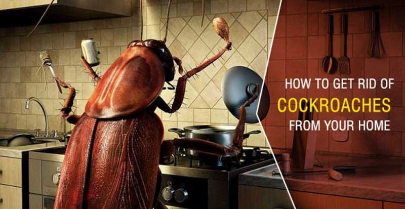 how-to-get-rid-of-cockroaches