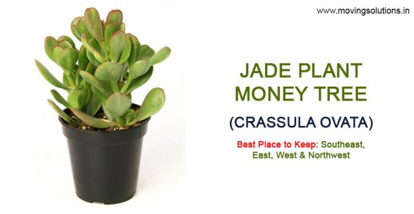 Jade-Plant-Feng-Shui-Plant