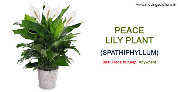 Peace-Lily-Plant