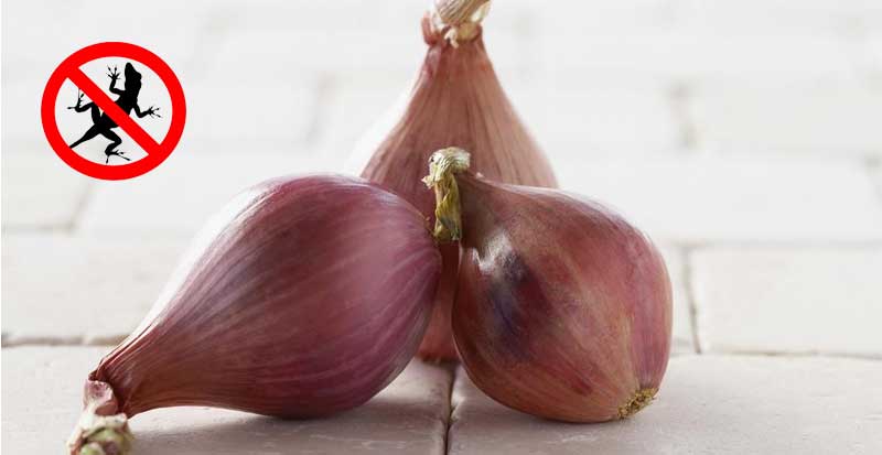 shallots-repel-lizards