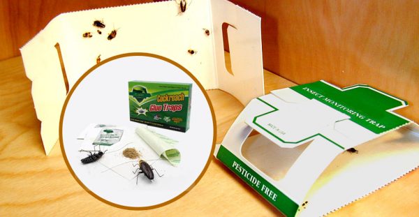 store-bought-cockroach-trap